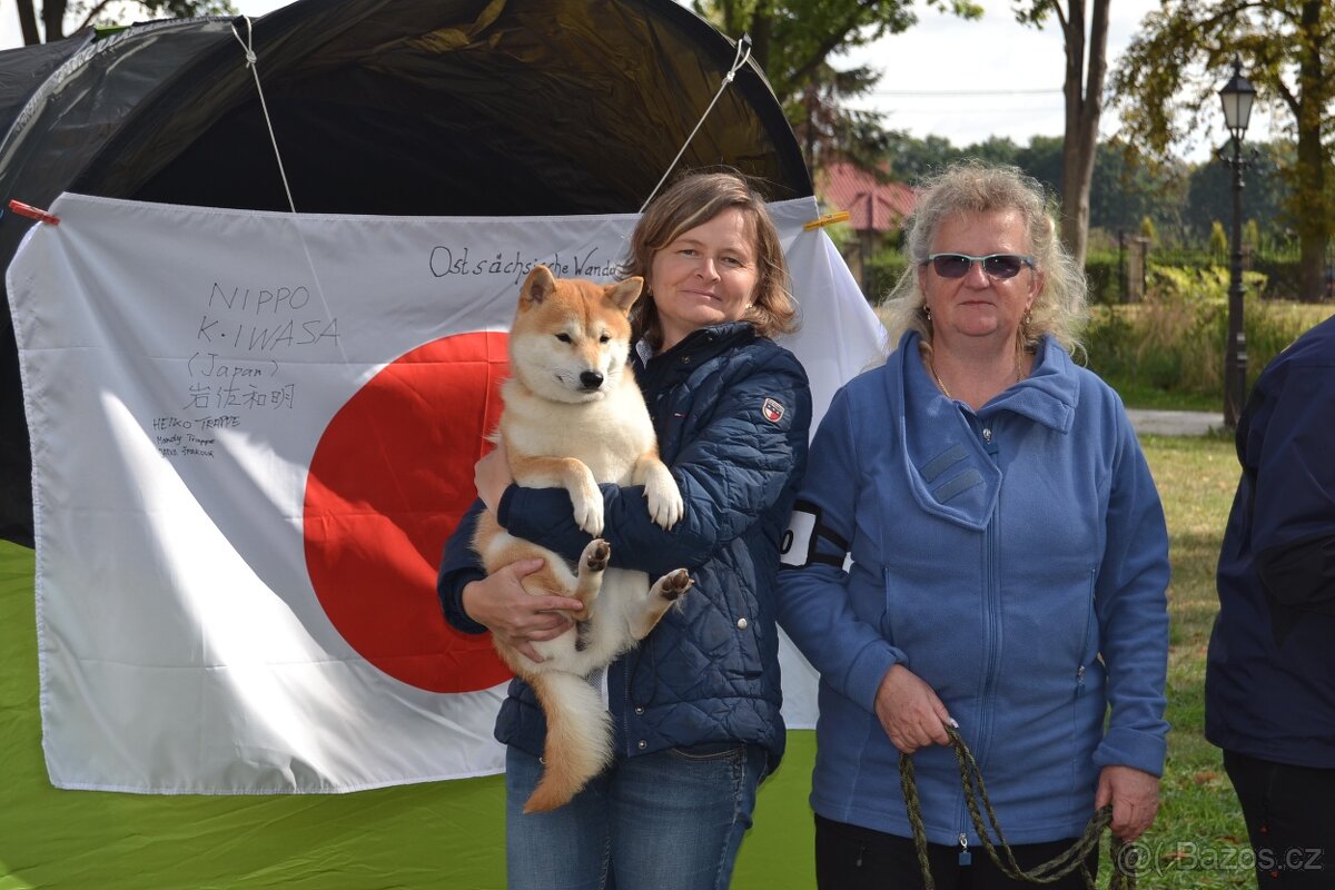 Shiba inu s PP /FCI / - 19