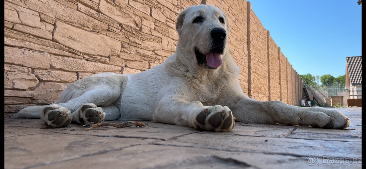 Středoasijský pastevecký pes - SAO - 19