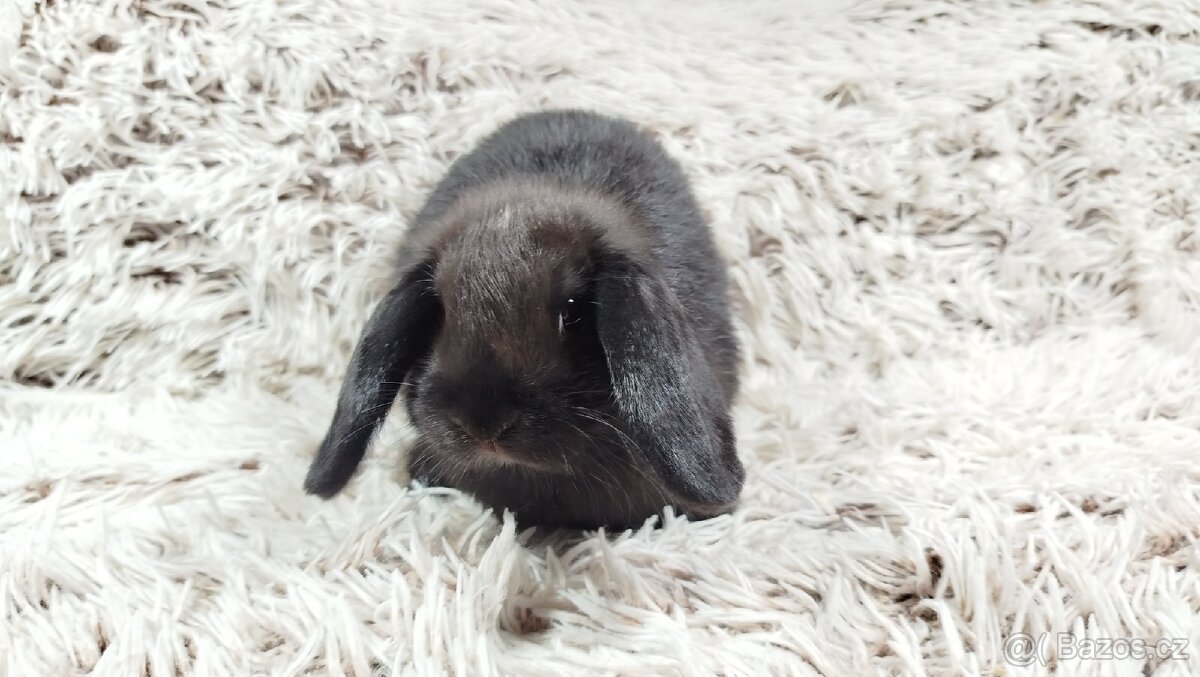 Zakrslý beránek, králíček, králík - BIBI - 19