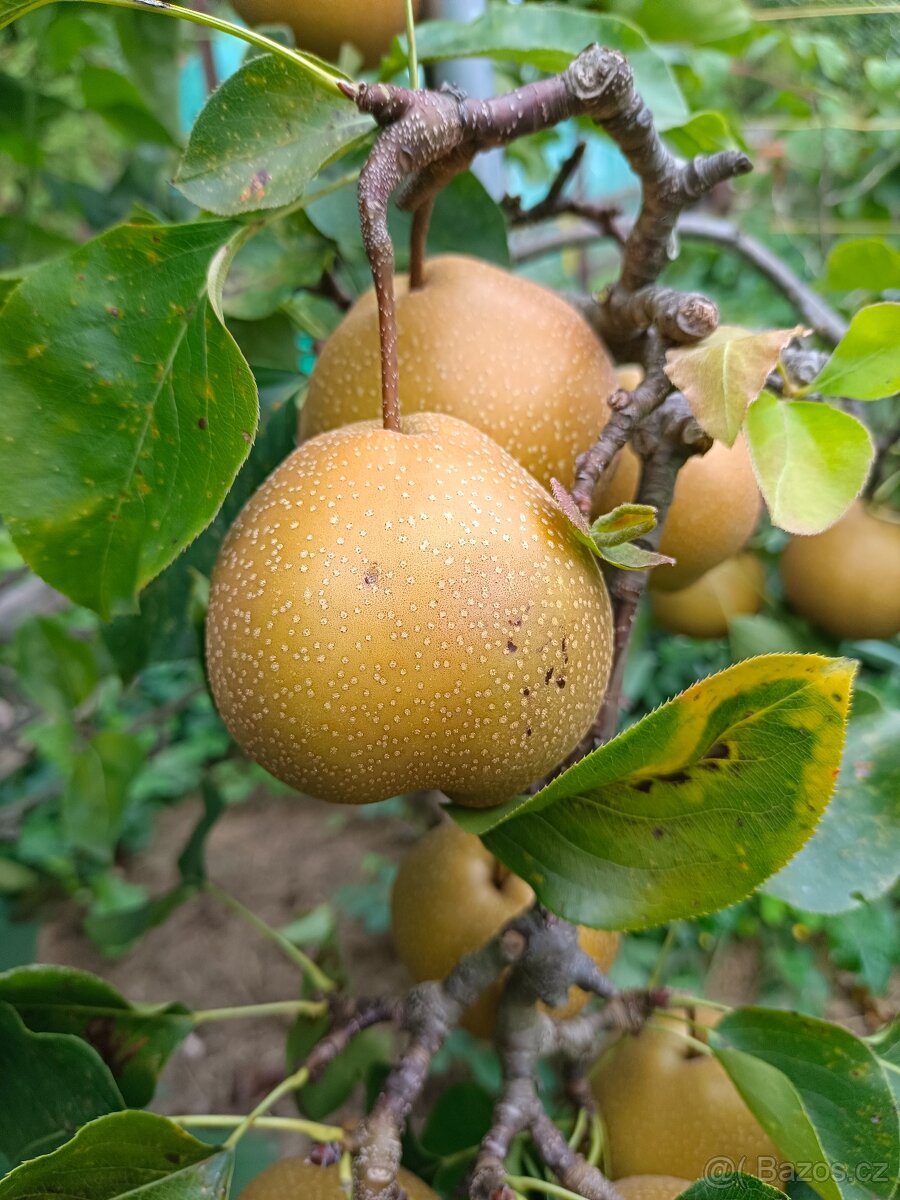 Pronájem zahrady v Plzni - Lobzy. Gril a rekreace. 1890 Kč - 19