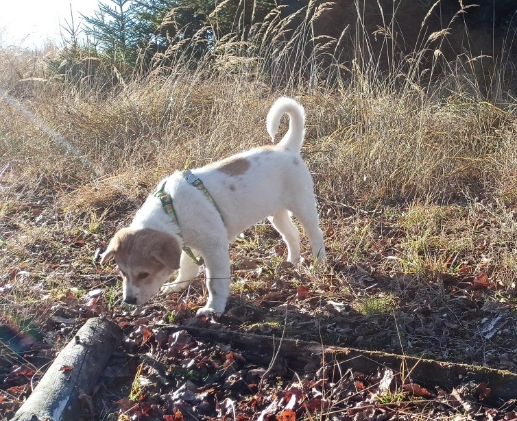 Kanaánský pes štěně s PP - 19