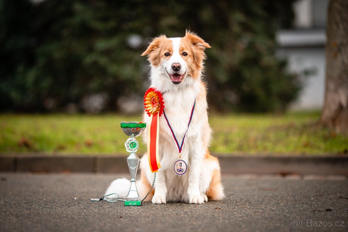 Border Kolie S PP - 19