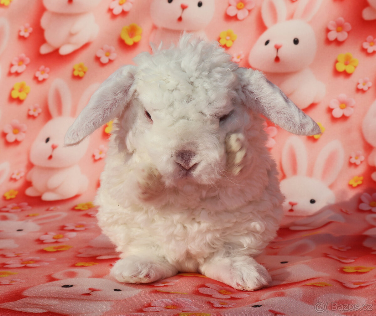 Malinkatí zakrslí beránci s VP . - 19