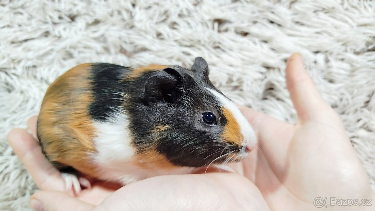 Morče, Morčata, Morčátko, Morčátka - JUSTÝNA A JESSIE - 19