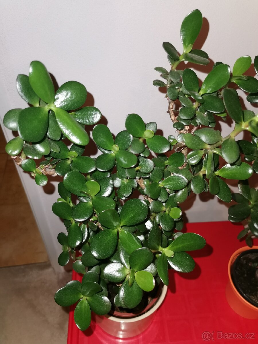 Sukulenty. kaktusy, tlustice, sansevierie, pokojové rostliny - 19