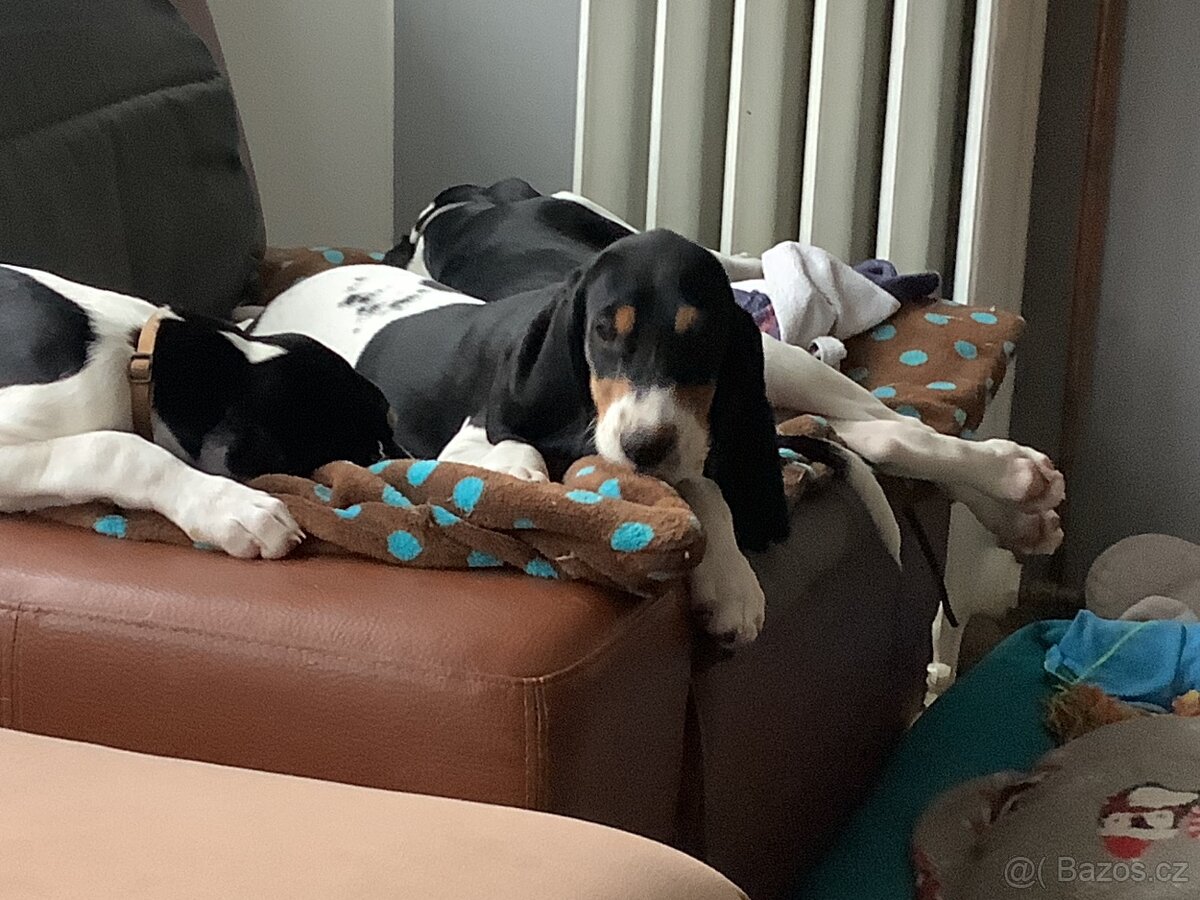 Štěně fenka s PP ihned k odběru - 19