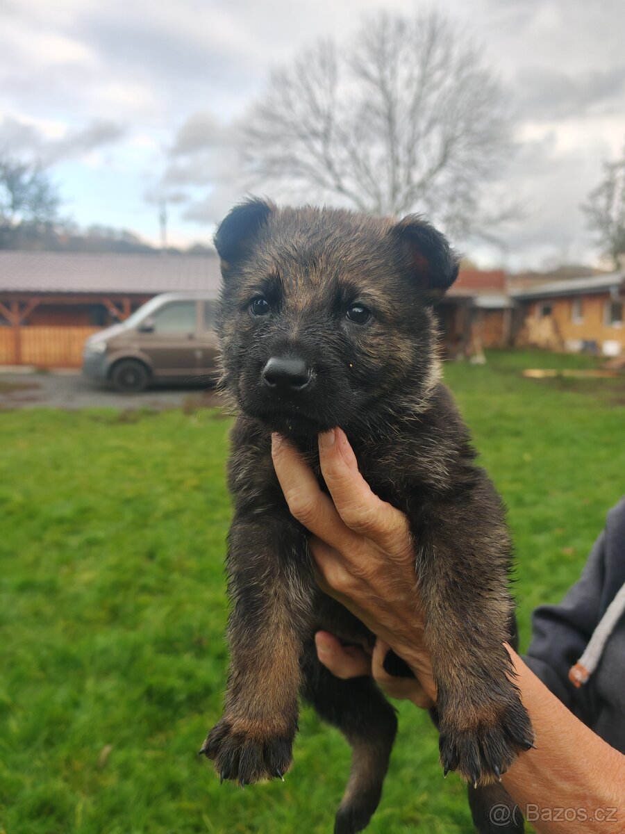 Německý ovčák s PP - 19