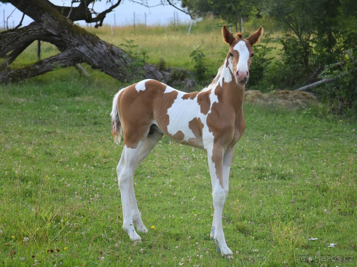 Fantastic Dj Valentin -připouštění homozygotní APH plemeník - 19