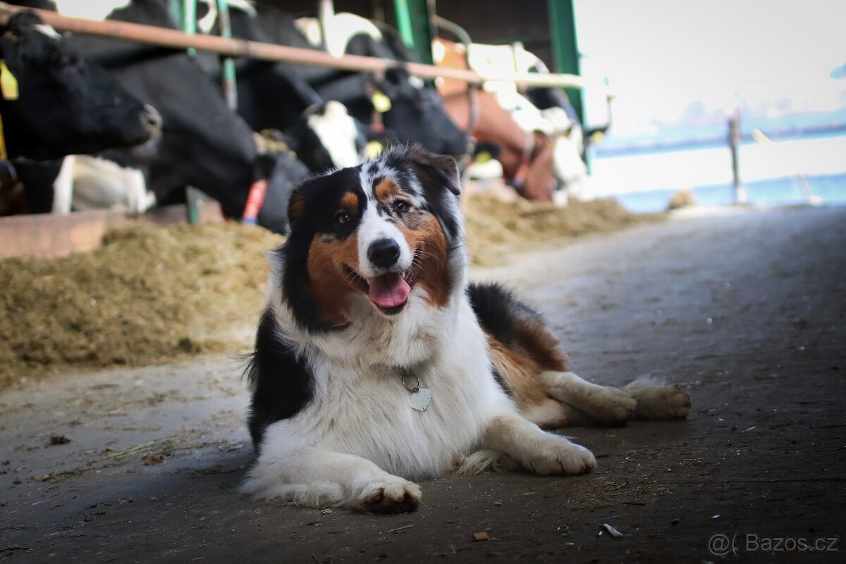 Australských ovčák s PP - 19