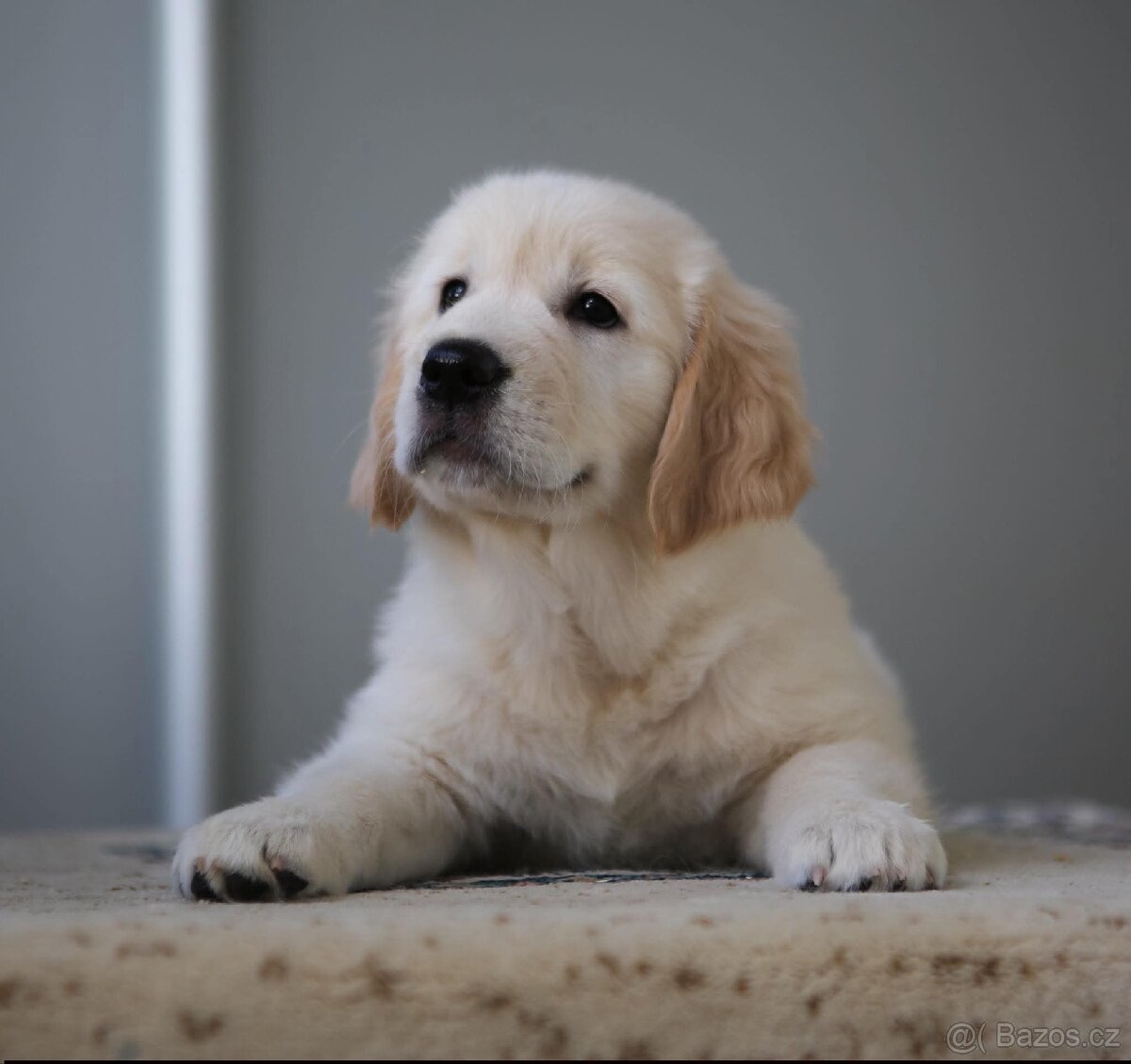 Zlatý Retrívr - 19