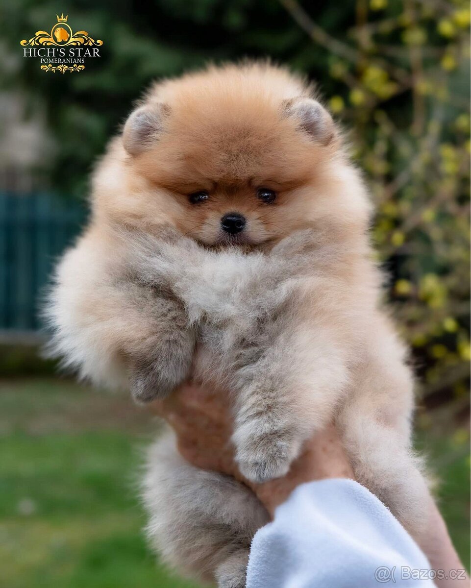 Pomeranian s PP FCI - 19