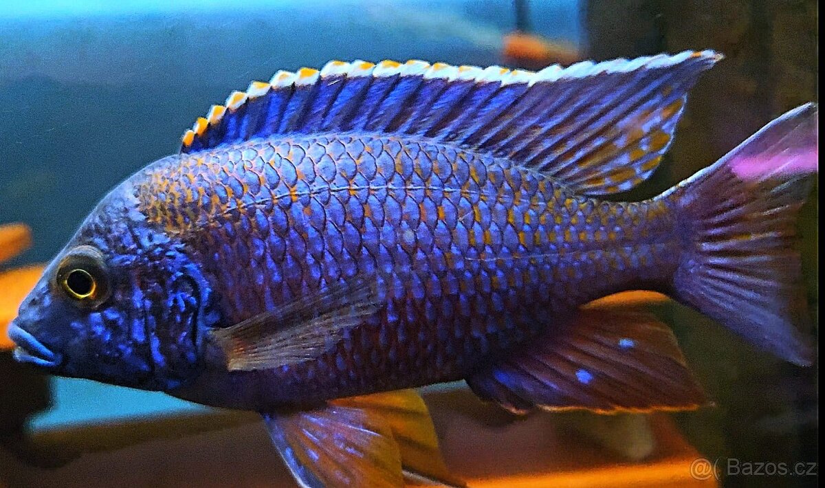 Malawi tlamovci - 19