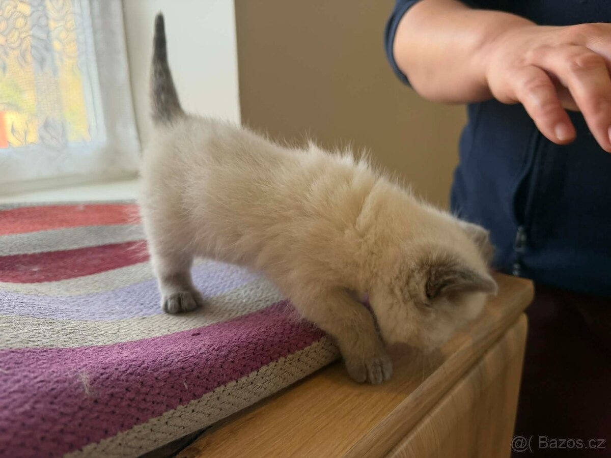 Britská koťata - 19