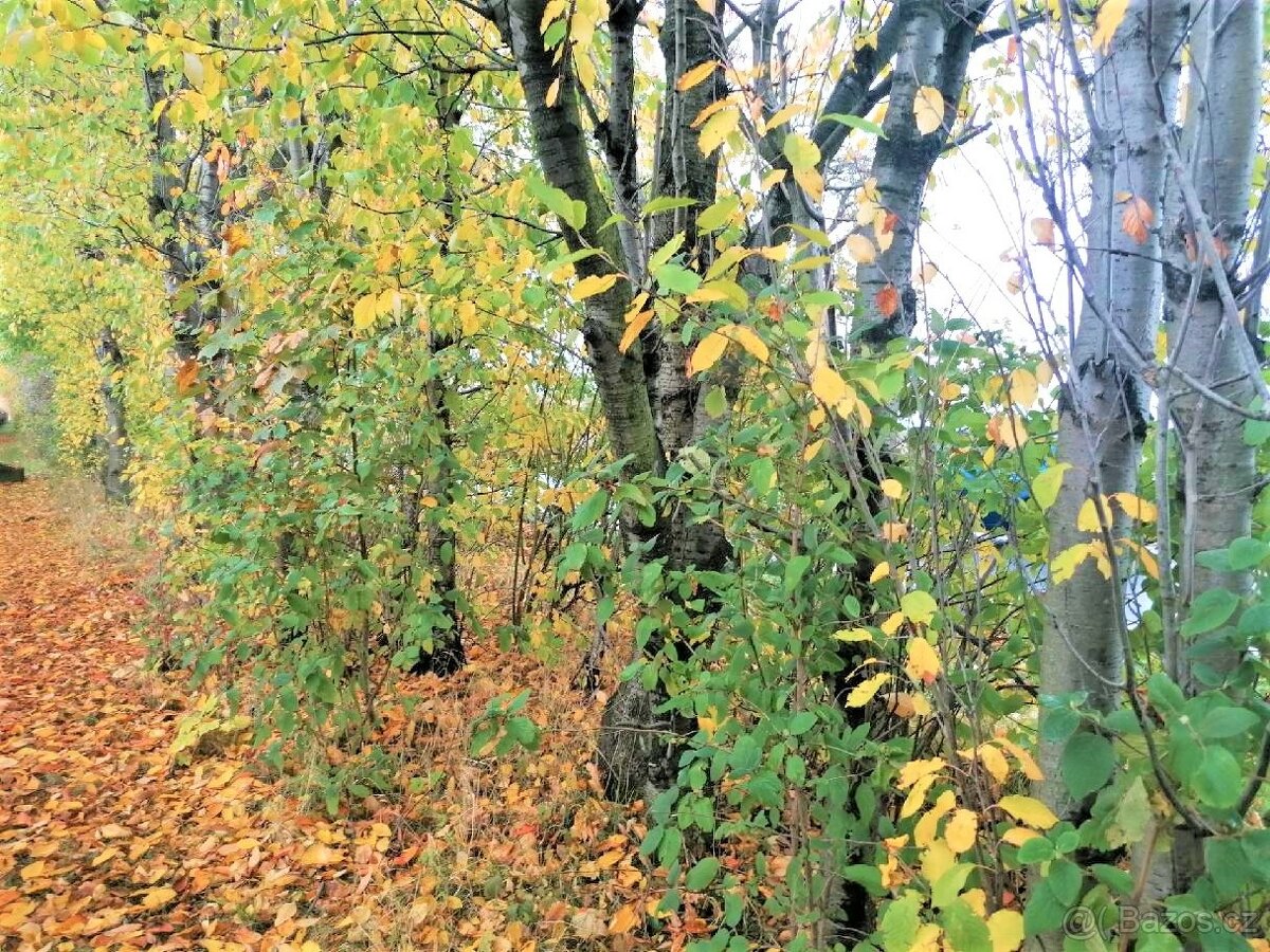 \Prodej pozemku u Hovorčovic - 19