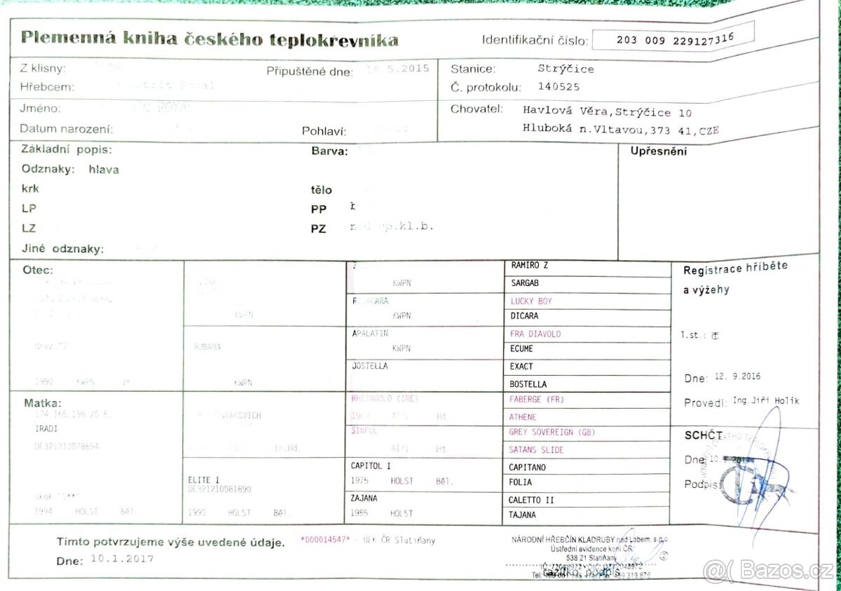 valach 9 let, 158 cm kůň pro ženu - 19