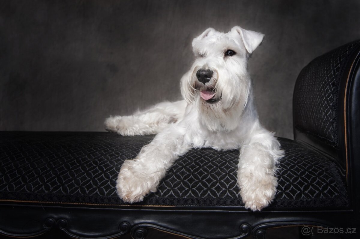 Knírač malý bílý s PP - CHS Švarcava - 19