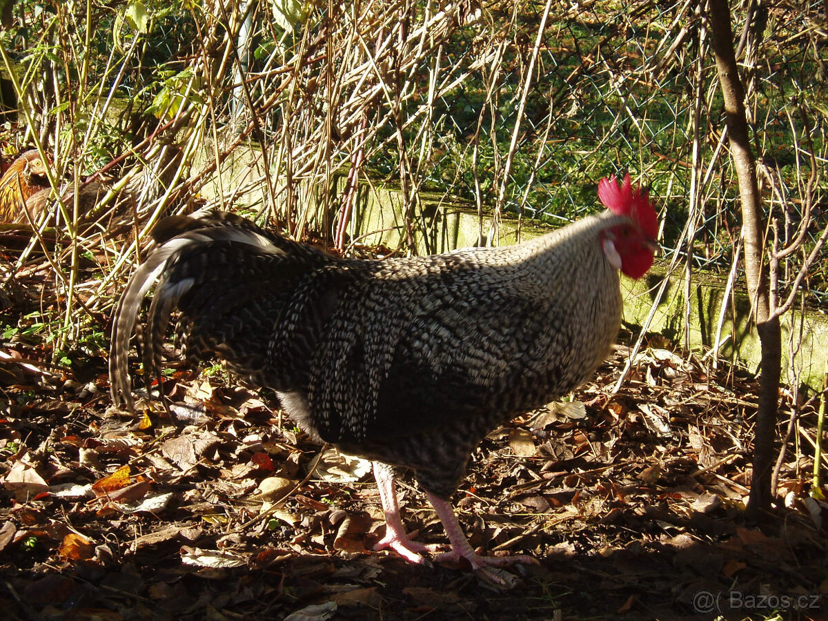 Prodám kohouta do chovu - 19