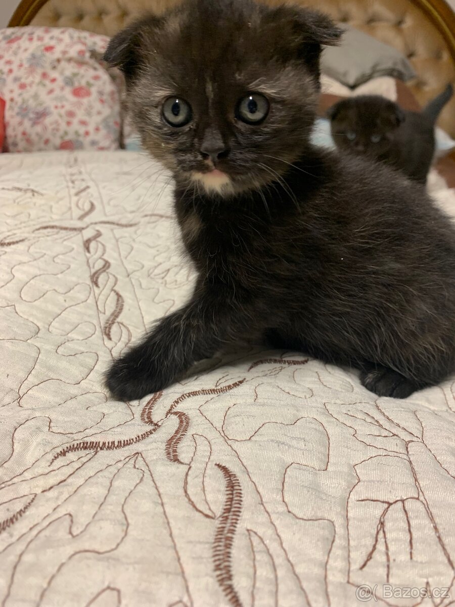 Britská koťátka - 19