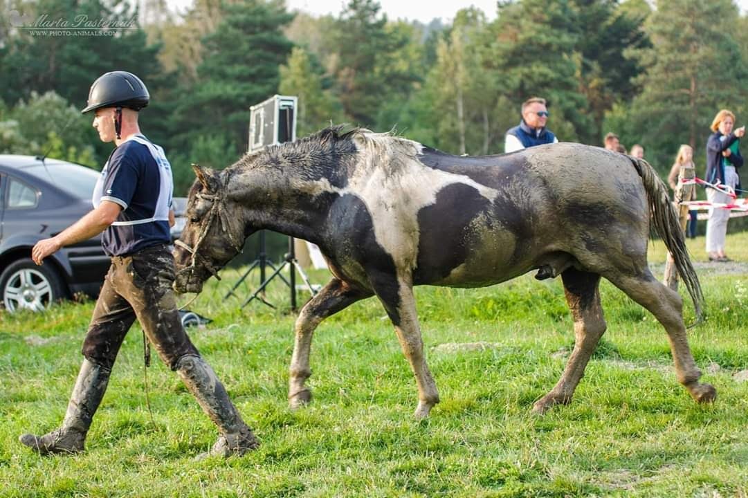 Huculská klisna, hucul, rekreace, vyjížďky, hipoterapie. - 19