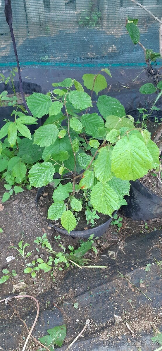 Semena vistárie a katalpy + stromky + vodní rostliny - 19