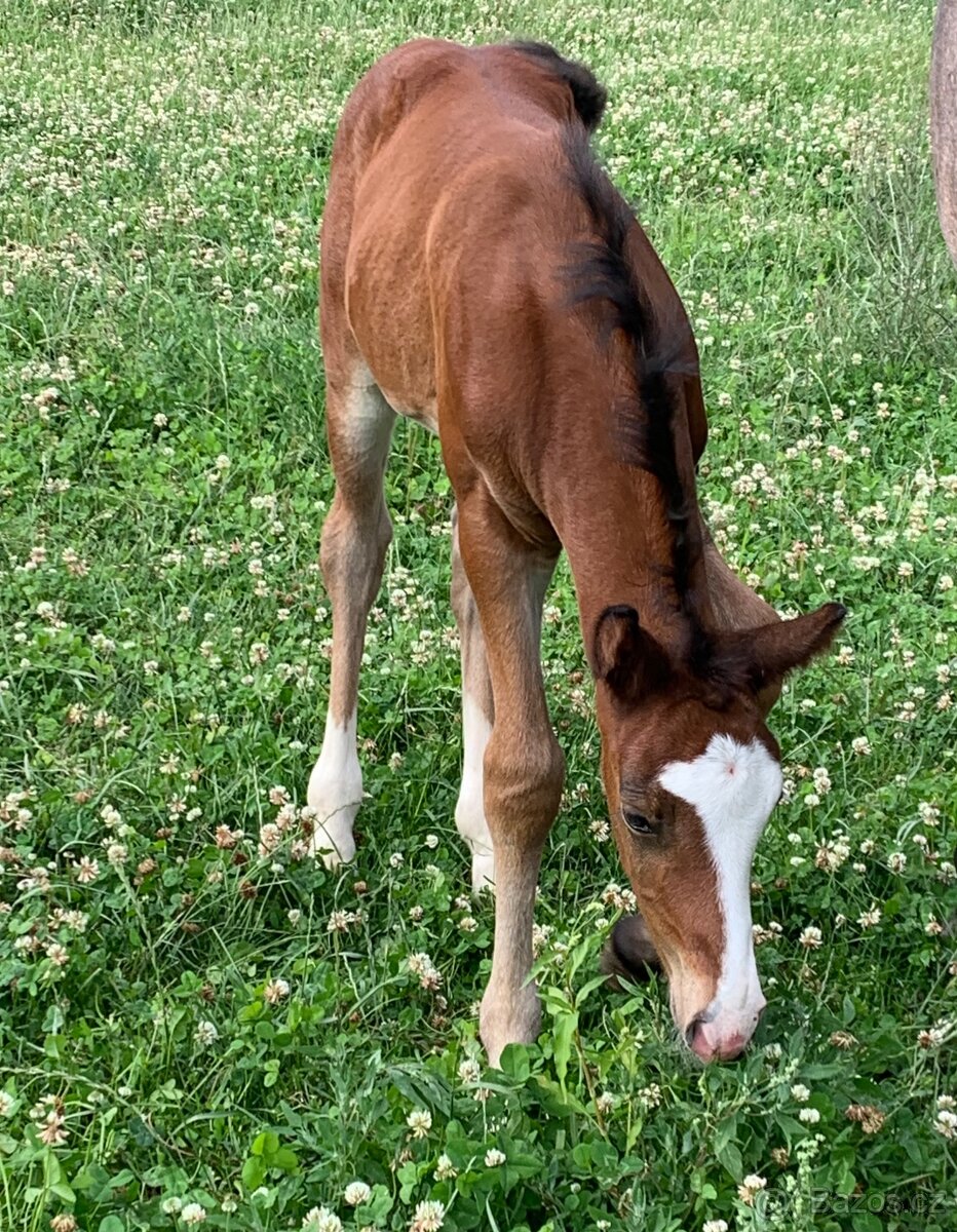 Welsh pard Bred malý sportovní kůň - 19