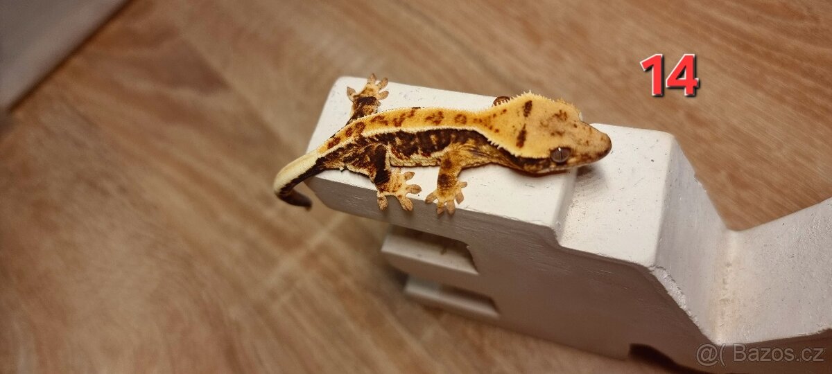 Pagekon řasnatý - 19