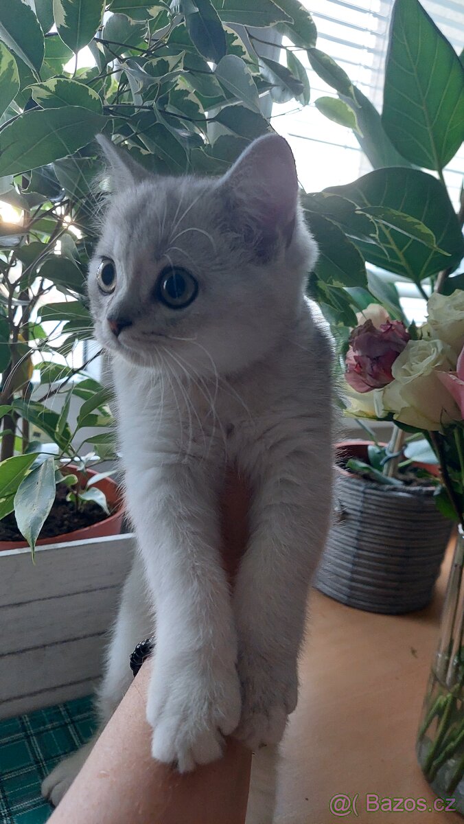 Skotské koťata bez PP - 19