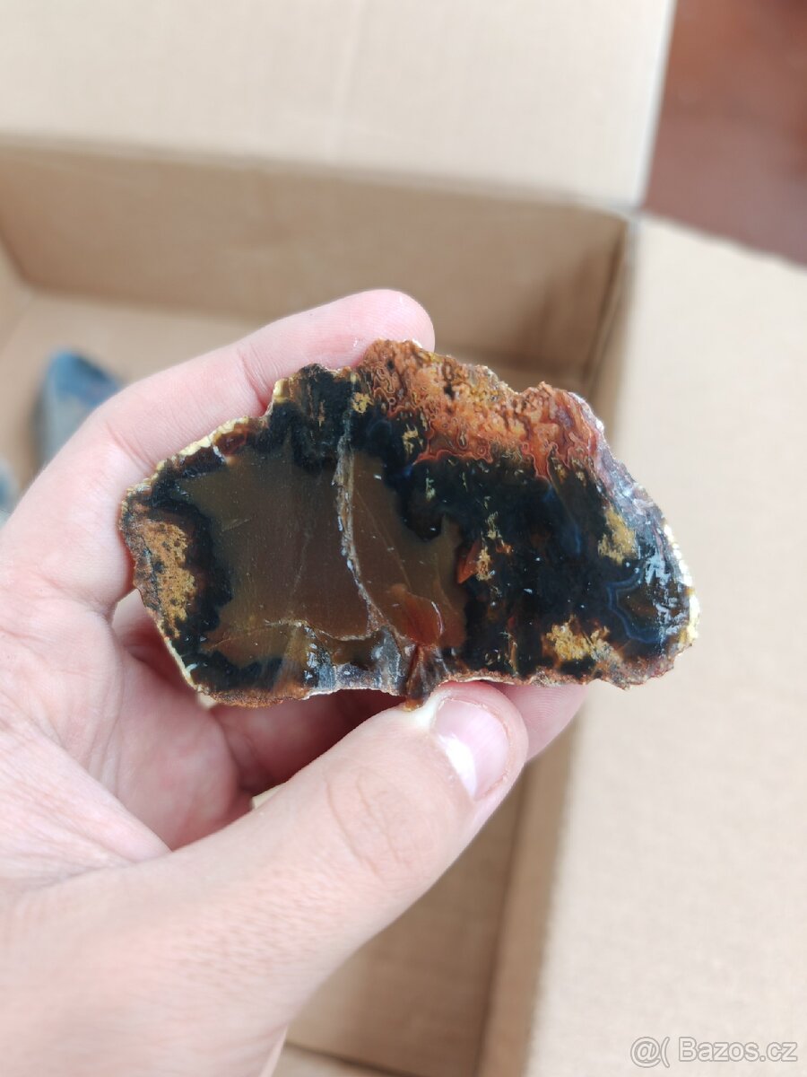 Acháty řezy Timor - 19