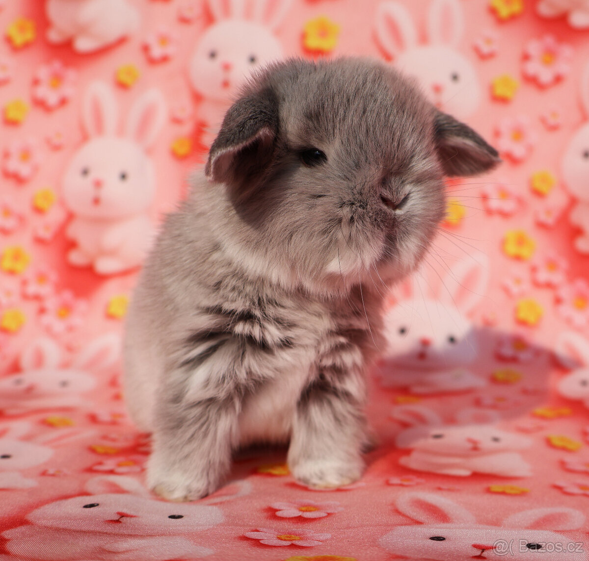 Minilop Beránci - 19