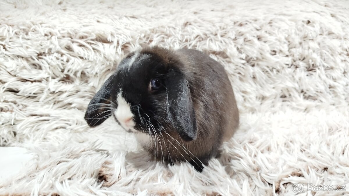 Zakrslý beránek, králíček, králík - LADY - 19