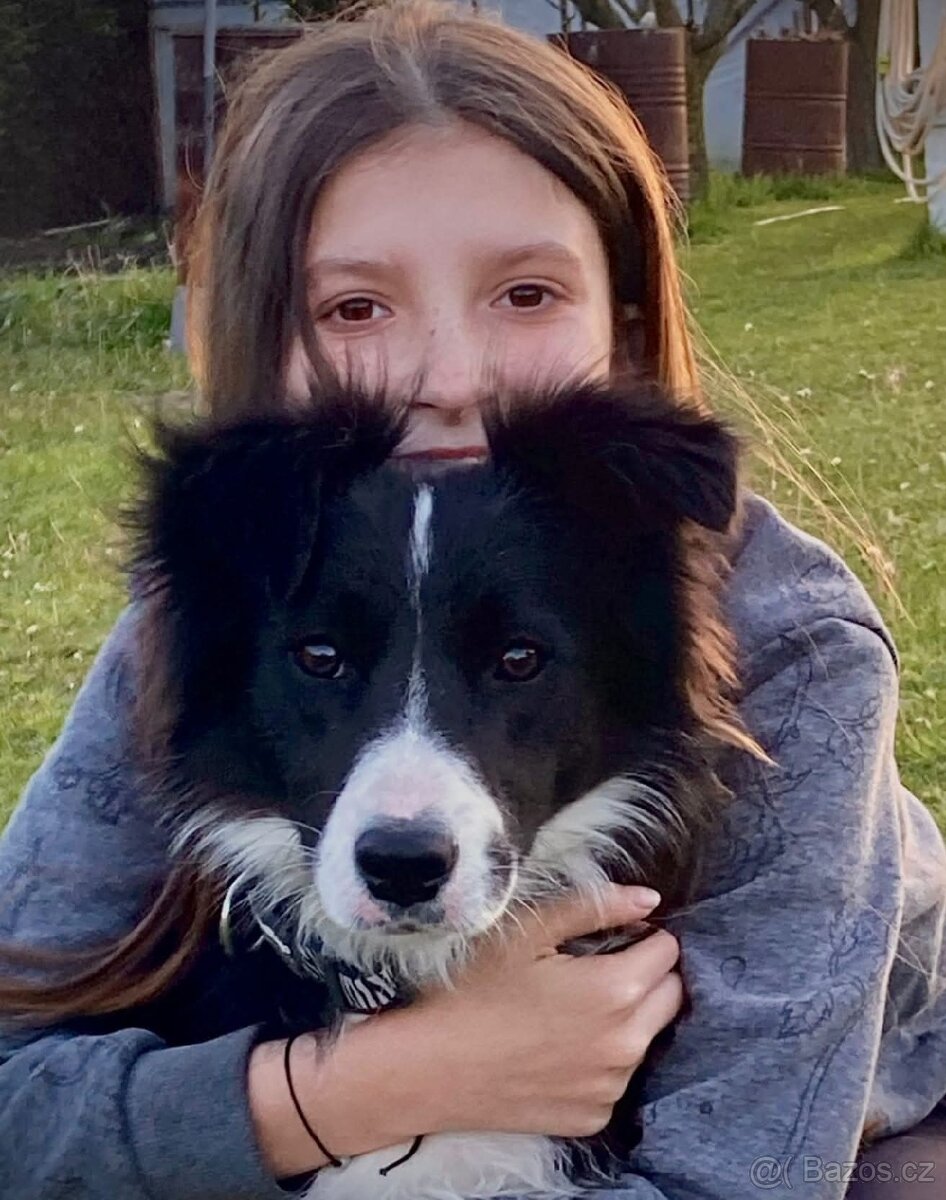 Border kolie již k odběru - 19