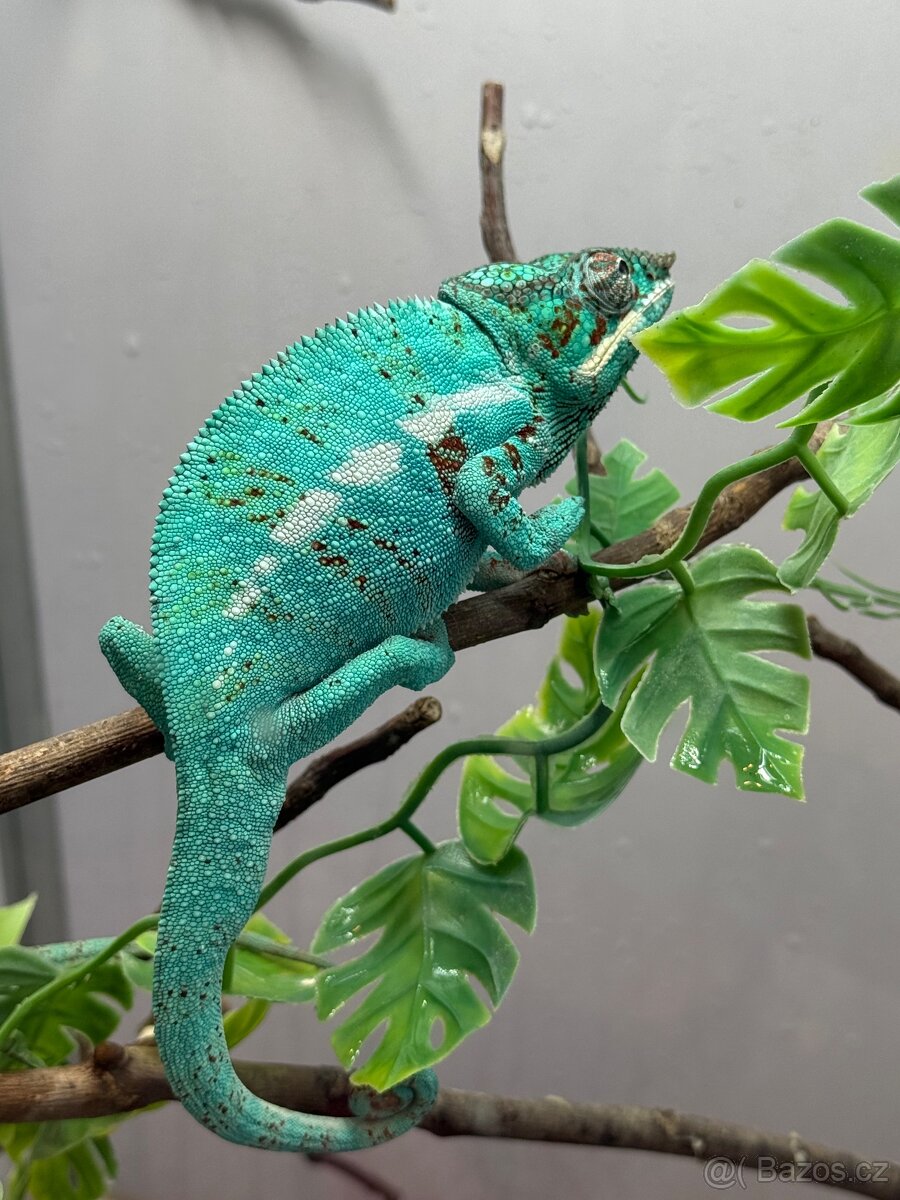 Chameleon pardalis - nosy be - 19