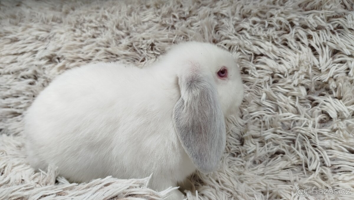 Zakrslý beránek, králíček, králík - MOLLY - 19