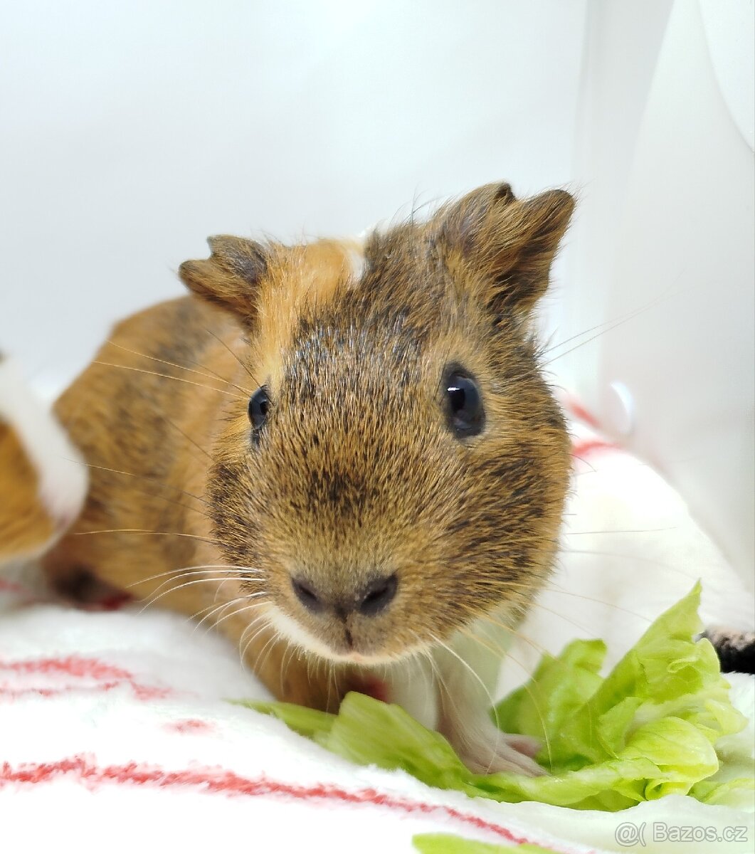 Morče, morčata, morčátko - JACOB a JAMES - 19