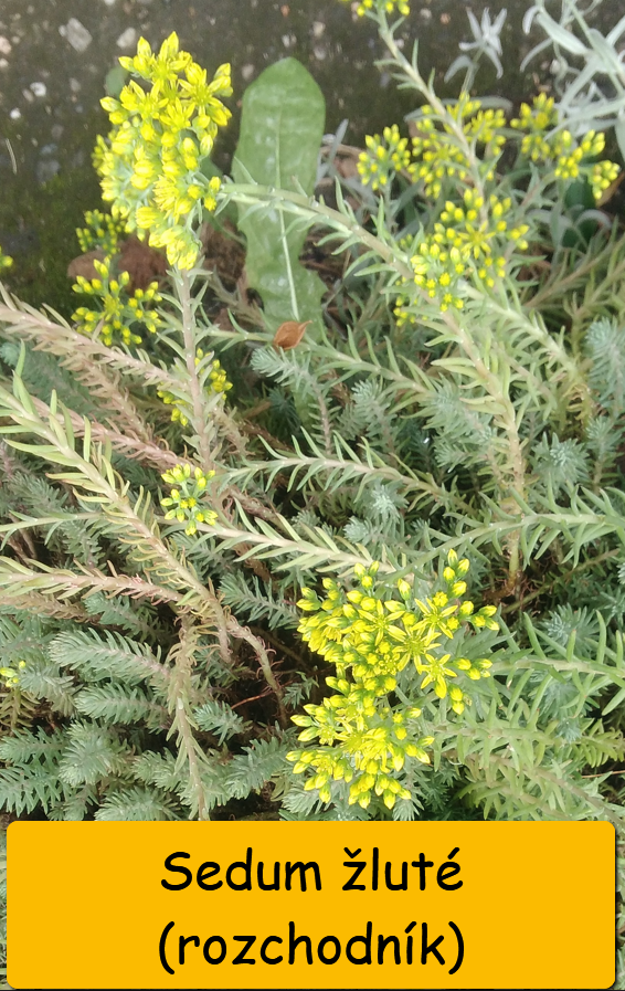 Odkopky trvalek a skalniček - 19