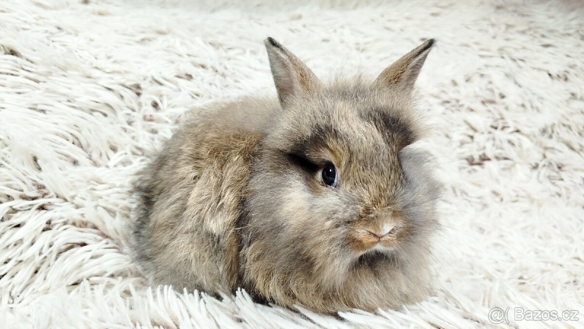 Zakrslý králík, králíček - HARRY - 19