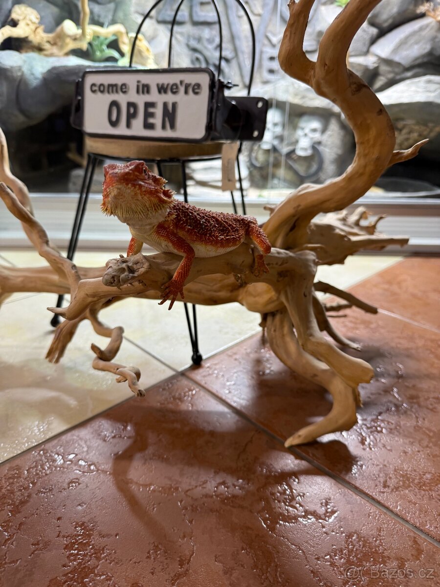 Agama vousatá ihned k odběru - 19