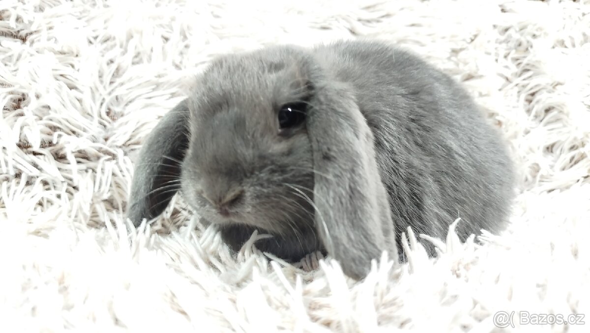 Zakrslý beránek, králíček, králík - BONNY - 19