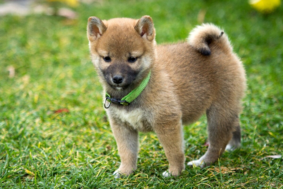 Shiba inu s PP - 19