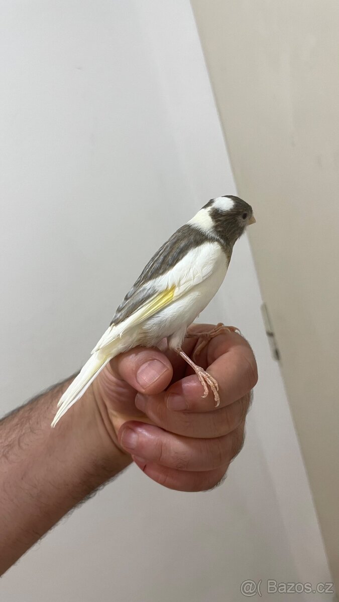 Nabízím kanáři 5/12/2025 - 19