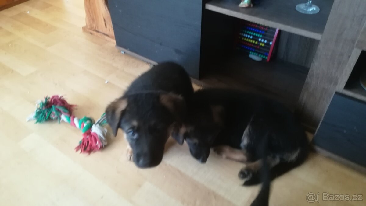 Nemecky ovčák typu Rex(štěňata) - 19