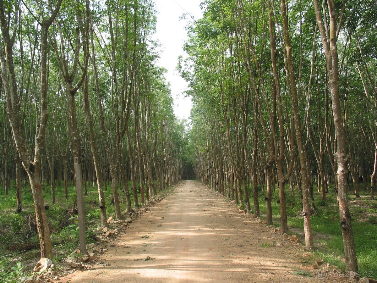 Celomasivní dřevěná podlaha HEVEA - 599,- Kč/ m2 - 19