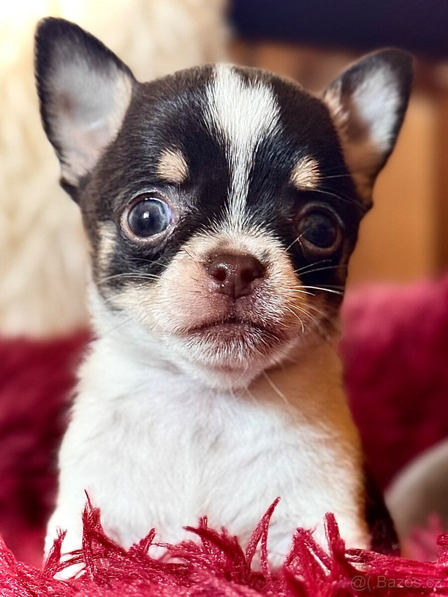 Čivava štěňátka krátkosrstá - 19