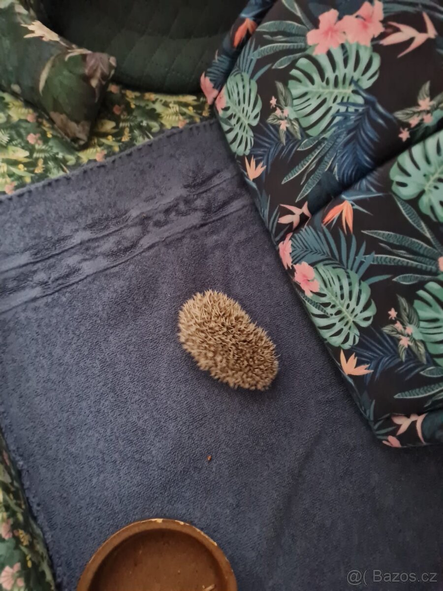 Jezek belobrichy - 19