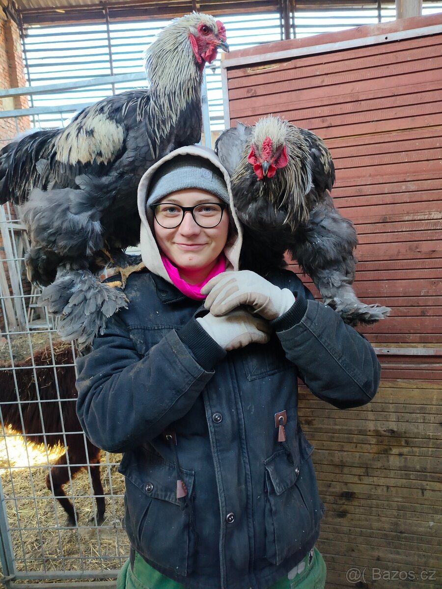 Prodám brahamku velkou - 19