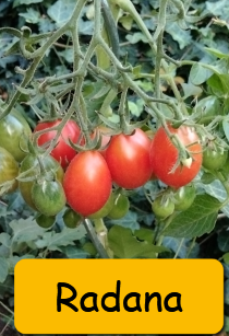 Semínka rajčata tyčkové - různé druhy - 19