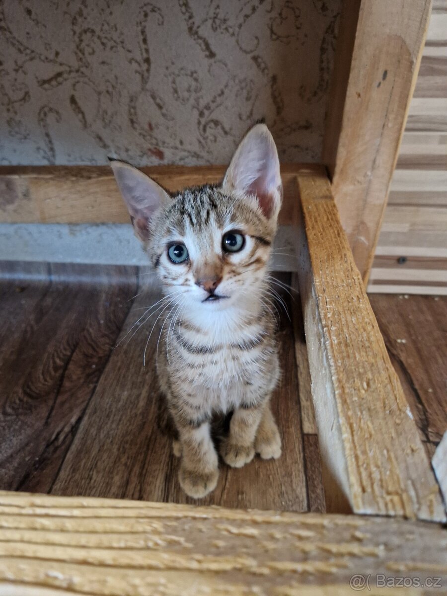 Savannah kotatka F5 - 19