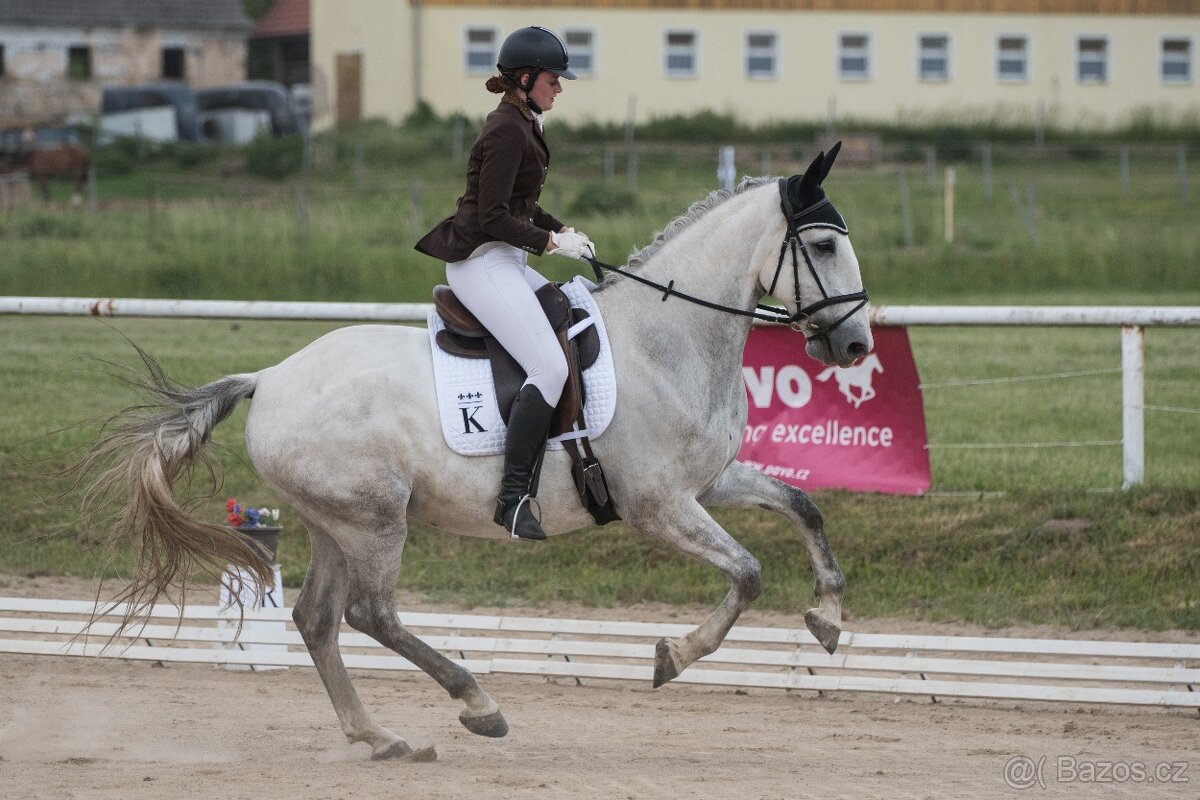 Starokladrubský valach na prodej - 19