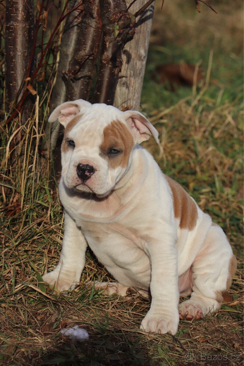 Americký stafordšírský teriér s PP pejsek SPIRIT - 19