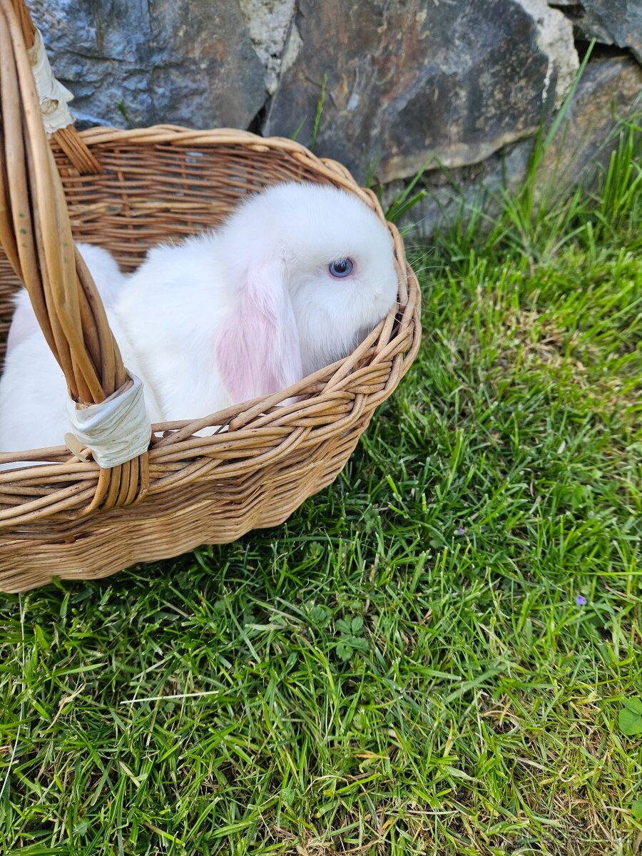 Zakrslý králík - 19